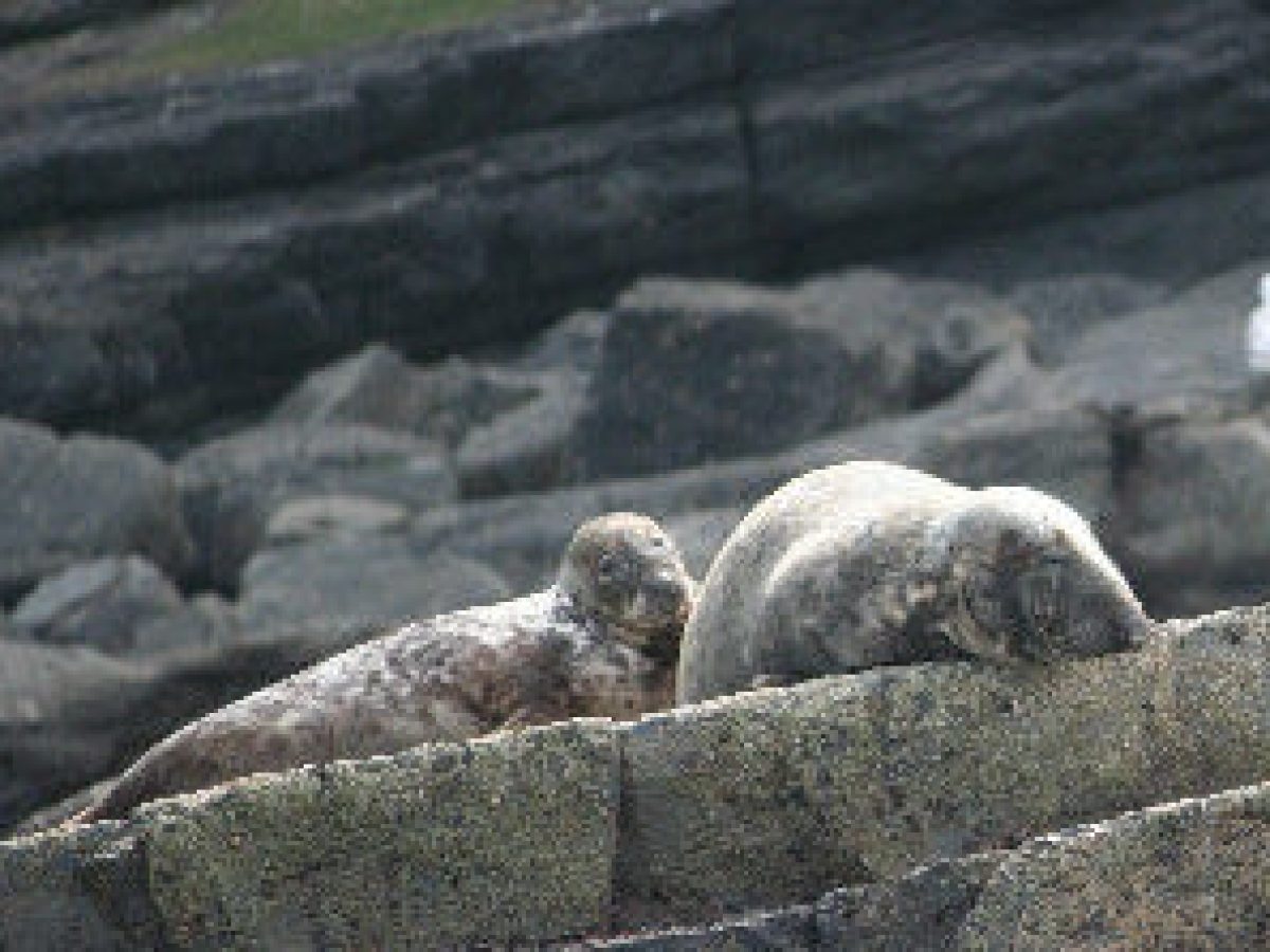 two seals lying on the rocks in the sun