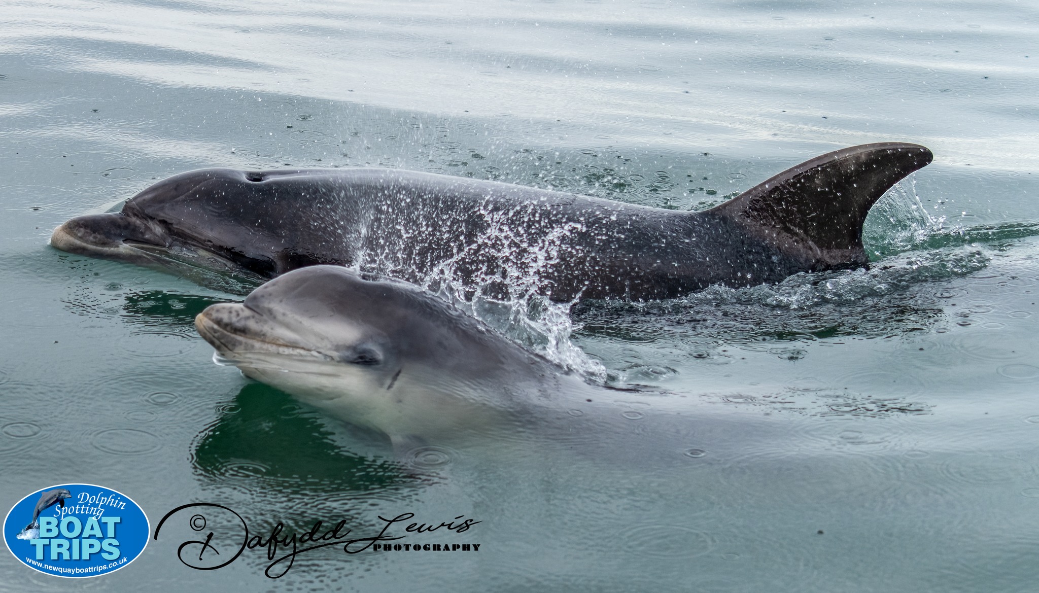 28 Bottlenose dolphins in Cardigan Bay