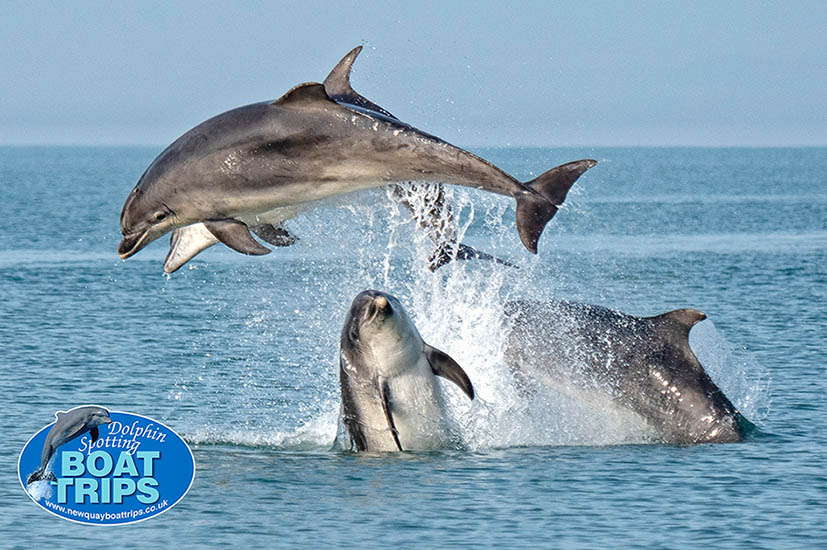 How Long Bottlenose Dolphins Can Hold Their Breath? | New Quay 